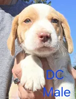 DC , a male Beagle for sale in New Richmond, WI – 2 of 3