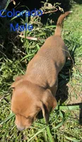 Colorado , a male Beagle for sale in New Richmond, WI – 5 of 5