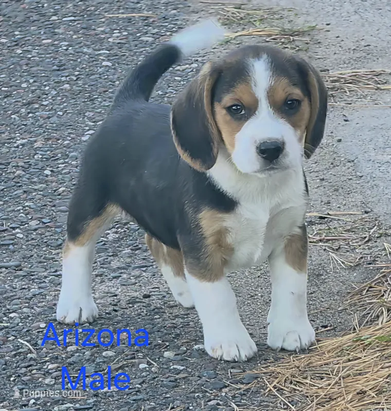 Arizona  – Beagle puppy for sale in New Richmond, WI