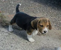 Utah, a male Beagle for sale in New Richmond, WI – 5 of 5