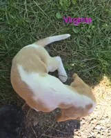 Virginia , a female Beagle for sale in New Richmond, WI – 2 of 4