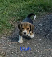 Utah, a male Beagle for sale in New Richmond, WI – 3 of 5