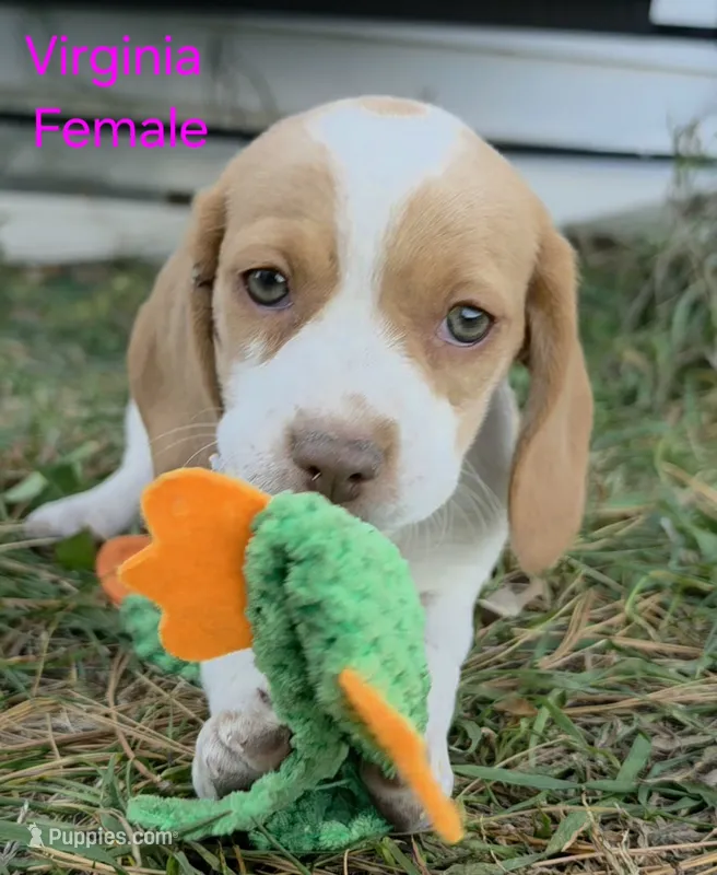 Virginia  – Beagle puppy on hold in New Richmond, WI