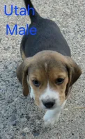Utah, a male Beagle for sale in New Richmond, WI – 4 of 5