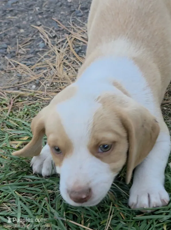 DC  – Beagle puppy for sale in New Richmond, WI