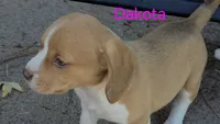 Dakota , a female Beagle for sale in New Richmond, WI – 2 of 3