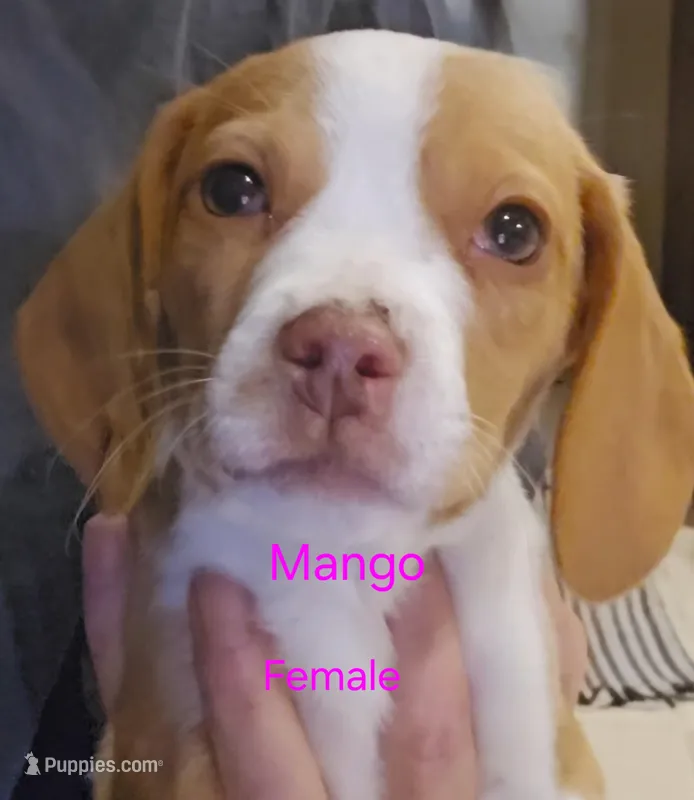 Mango