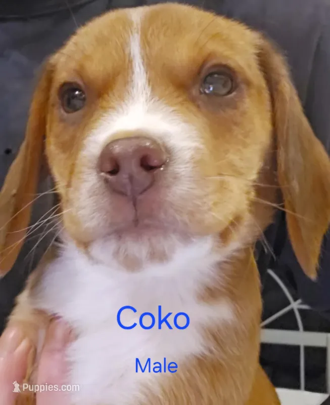 Coko