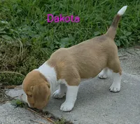 Dakota , a female Beagle for sale in New Richmond, WI – 3 of 3