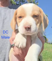 DC , a male Beagle for sale in New Richmond, WI – 1 of 3