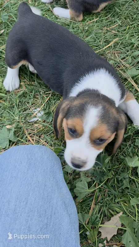 Arizona  – Beagle puppy for sale in New Richmond, WI