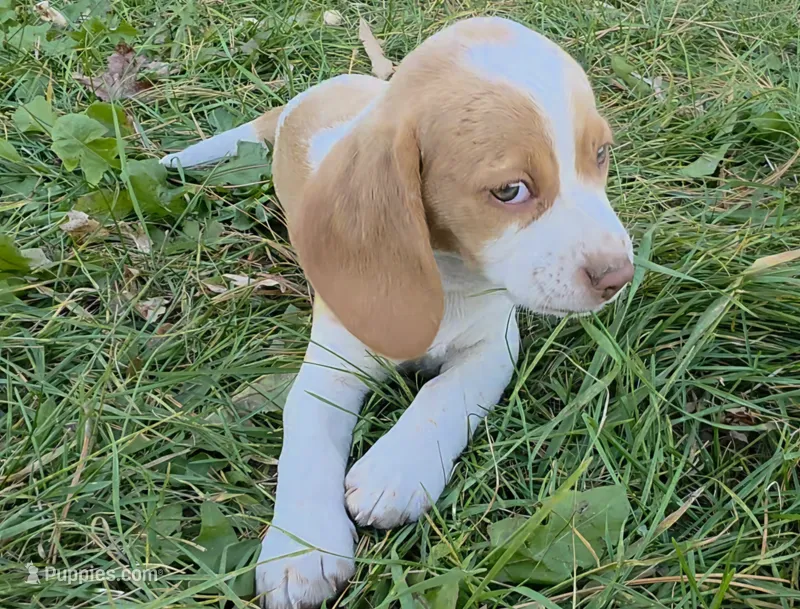 Virginia  – Beagle puppy for sale in New Richmond, WI