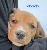 Colorado , a male Beagle for sale in New Richmond, WI – 2 of 5