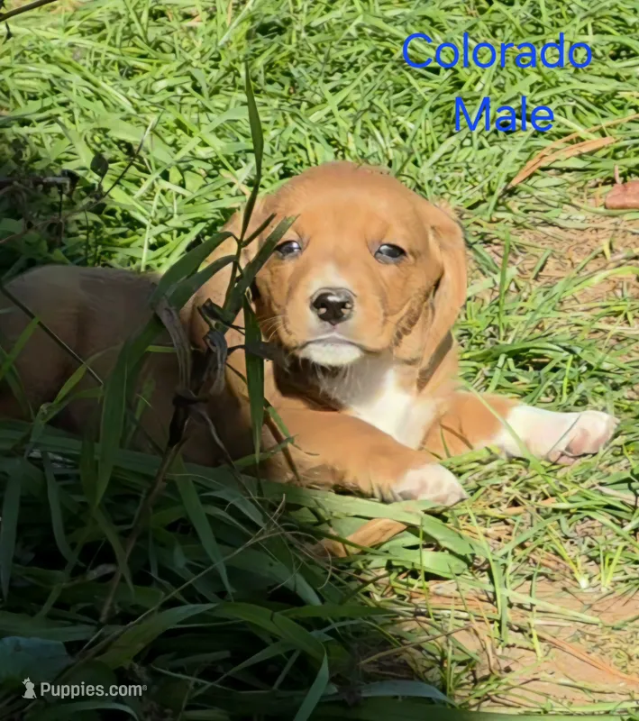 Colorado  – Beagle puppy for sale in New Richmond, WI