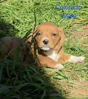 Colorado , a male Beagle for sale in New Richmond, WI – 1 of 5