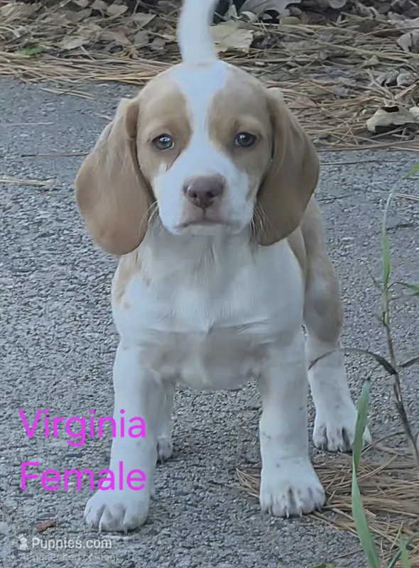 Virginia  – Beagle puppy for sale in New Richmond, WI