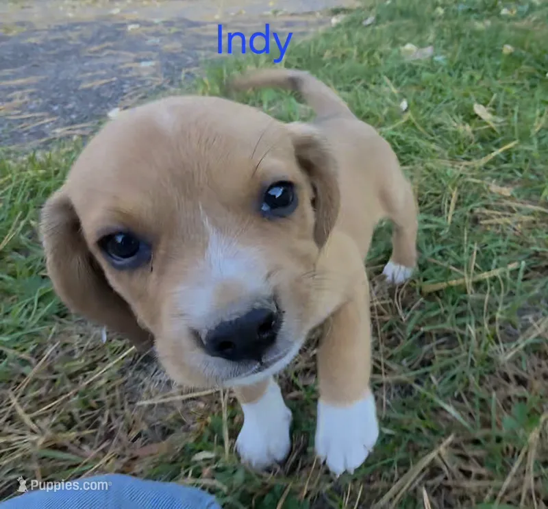 Indy – Beagle puppy for sale in New Richmond, WI