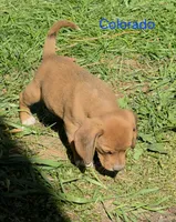 Colorado , a male Beagle for sale in New Richmond, WI – 3 of 5