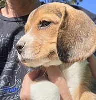 Utah, a male Beagle for sale in New Richmond, WI – 2 of 5