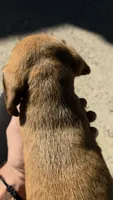Indy, a male Beagle for sale in New Richmond, WI – 3 of 3