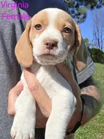 Virginia , a female Beagle for sale in New Richmond, WI – 1 of 4
