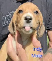 Indy, a male Beagle for sale in New Richmond, WI – 2 of 3