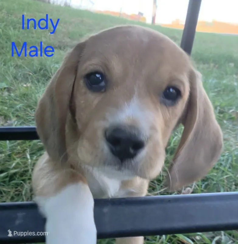 Indy – Beagle puppy for sale in New Richmond, WI