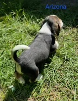 Arizona , a male Beagle for sale in New Richmond, WI – 2 of 5