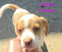 Virginia , a female Beagle for sale in New Richmond, WI – 3 of 4