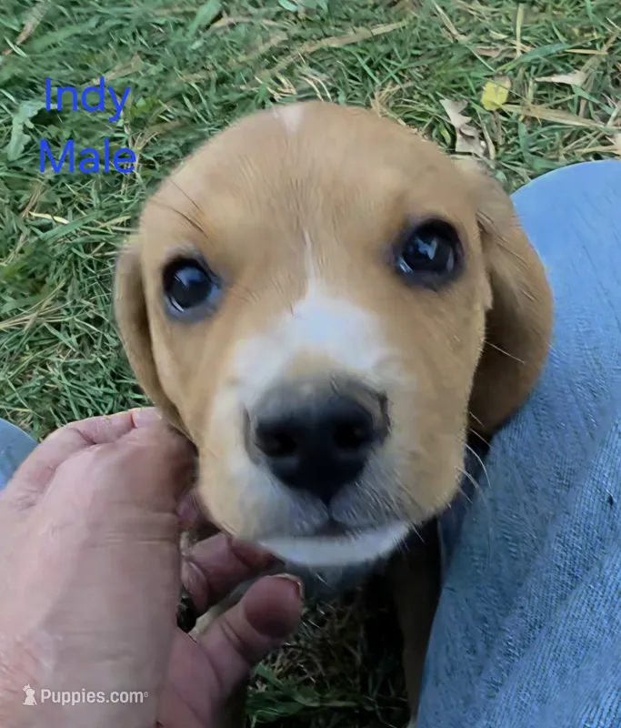 Indy – Beagle puppy for sale in New Richmond, WI