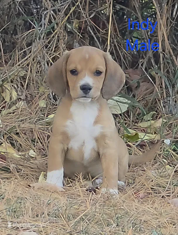 Indy – Beagle puppy for sale in New Richmond, WI