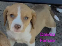 Dakota , a female Beagle for sale in New Richmond, WI – 1 of 3