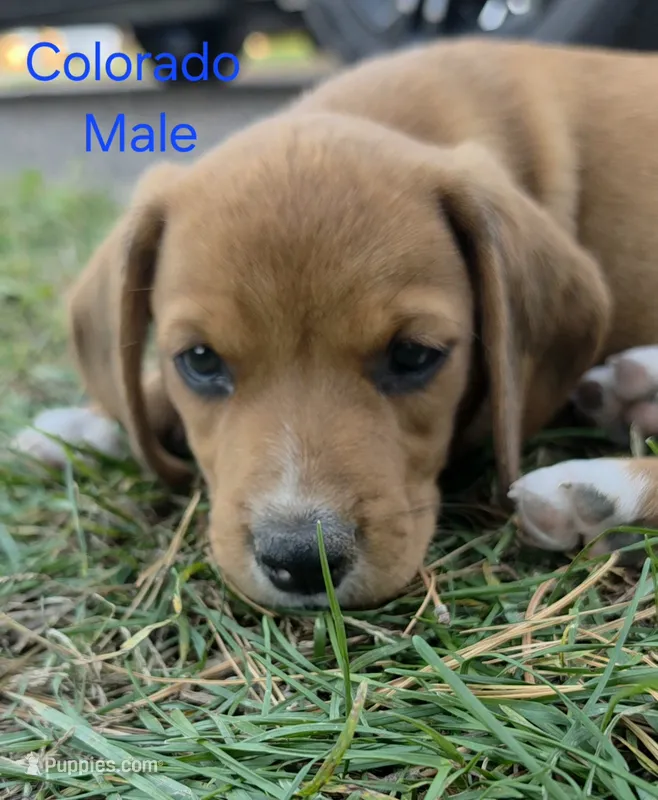 Colorado  – Beagle puppy for sale in New Richmond, WI