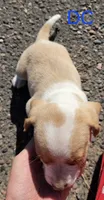 DC , a male Beagle for sale in New Richmond, WI – 3 of 3