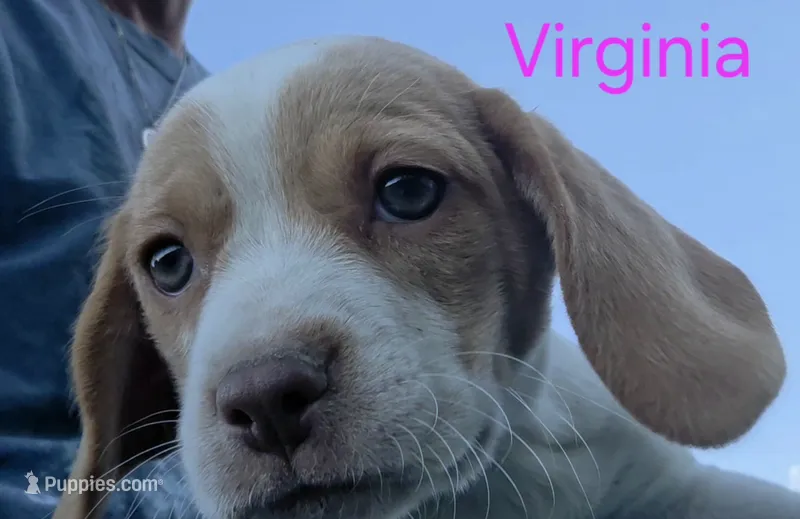 Virginia  – Beagle puppy for sale in New Richmond, WI