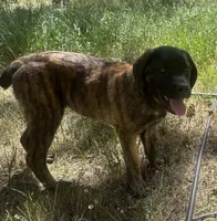 Corso/Shepherd, a male Anatolian Shepherd Dog and Cane Corso for sale in Peyton, CO – 3 of 4