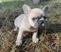 Mellow, a male French Bulldog for sale in Peyton, CO – 1 of 3
