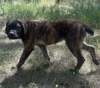 Corso/Shepherd, a male Anatolian Shepherd Dog and Cane Corso for sale in Peyton, CO – 2 of 4