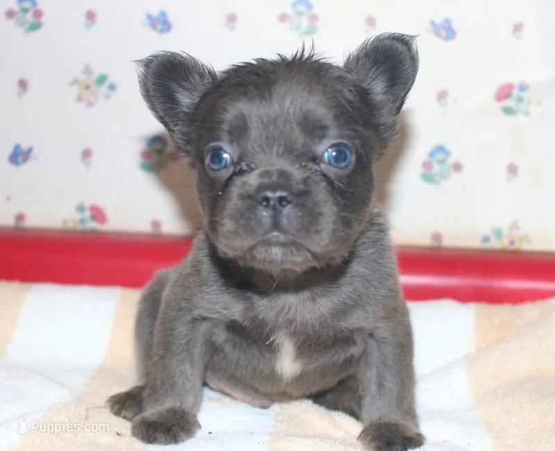 fluffy blue boy  – French Bulldog puppy for sale in Peyton, CO