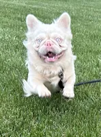 Stud pink French bulldog , a male French Bulldog for sale in Peyton, CO – 2 of 3