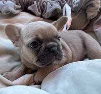 Mellow, a male French Bulldog for sale in Peyton, CO – 3 of 3