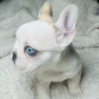 Miss butterscotch, a female French Bulldog for sale in Peyton, CO – Photo 3 of 3