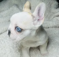 Miss butterscotch, a female French Bulldog for sale in Peyton, CO – Photo 3 of 3