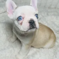 Miss butterscotch, a female French Bulldog for sale in Peyton, CO – Photo 1 of 3
