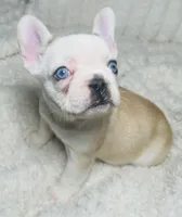 Miss butterscotch, a female French Bulldog for sale in Peyton, CO – Photo 1 of 3