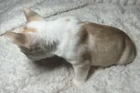 Miss butterscotch, a female French Bulldog for sale in Peyton, CO – Photo 2 of 3