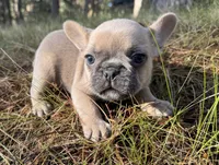 Mellow, a male French Bulldog for sale in Peyton, CO – 2 of 3