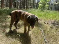 Corso/Shepherd, a male Anatolian Shepherd Dog and Cane Corso for sale in Peyton, CO – 4 of 4