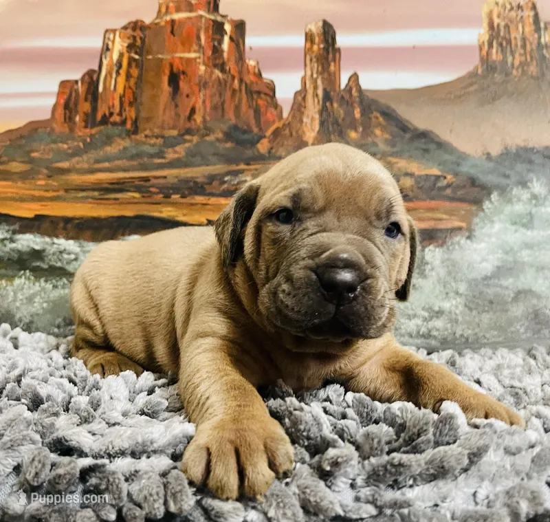 Corso plus Shepherd, a female Cane Corso for sale in Peyton, CO – Photo 1 of 1