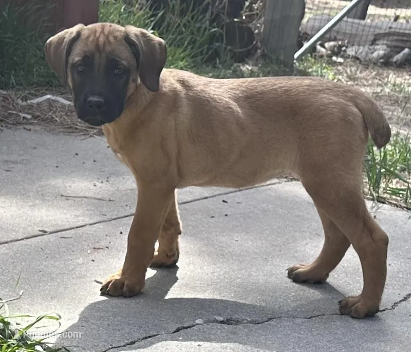 Corso plus Shepherd – Cane Corso puppy on hold in Peyton, CO